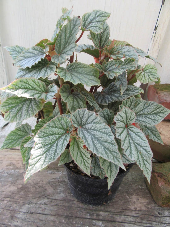 Begonia Frosty Plant or Begonia with Green Veins on Silver coloured leaves and Red coloured flower 
