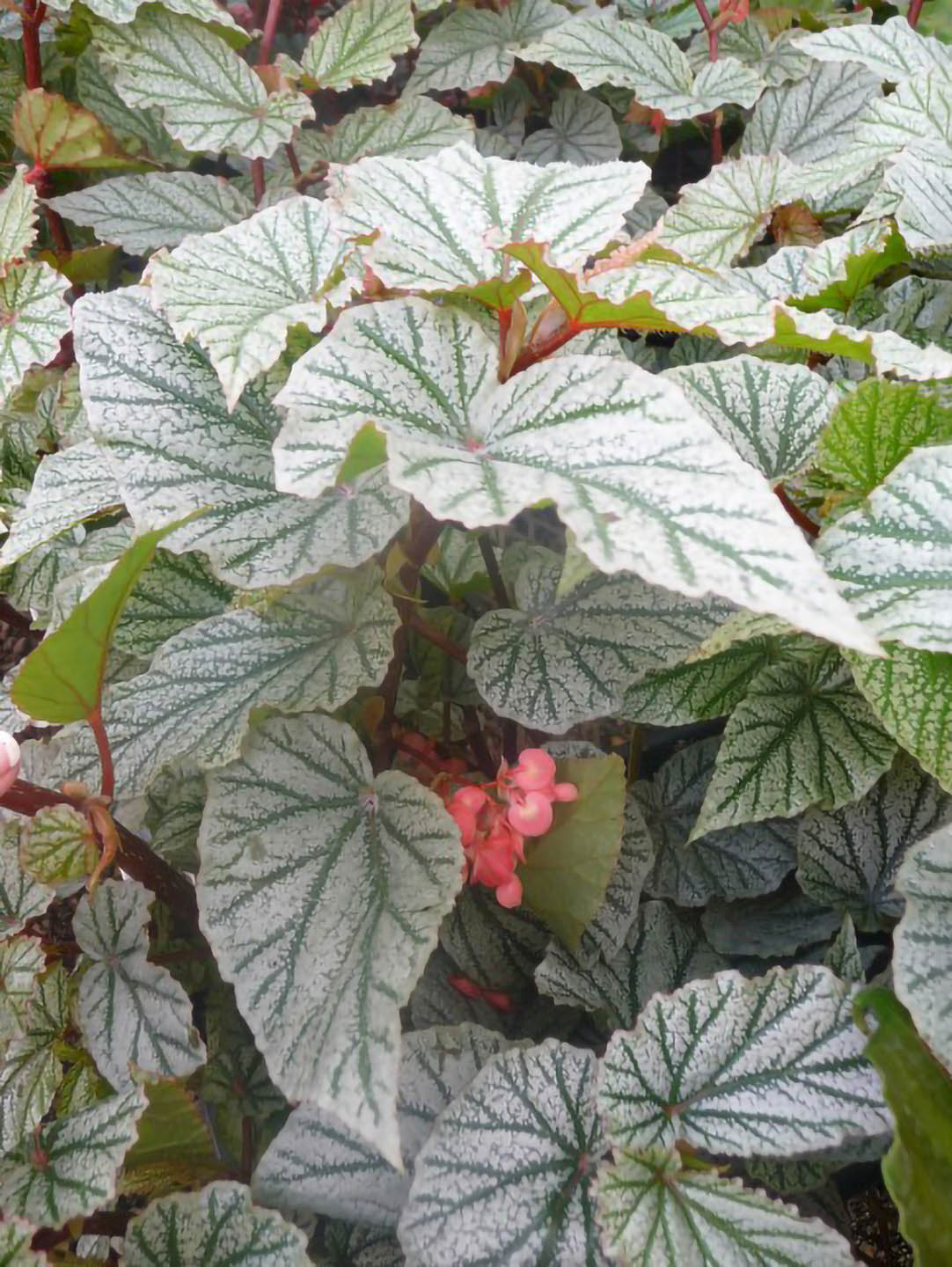 Begonia Frosty