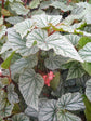 Begonia Frosty