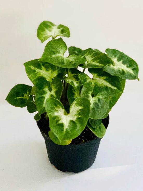 Syngonium Mini Pixie Green Plant or Arrowhead Vine, Goosefoot Plant with Green, White coloured leaves