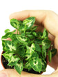 Syngonium Mini Pixie Green