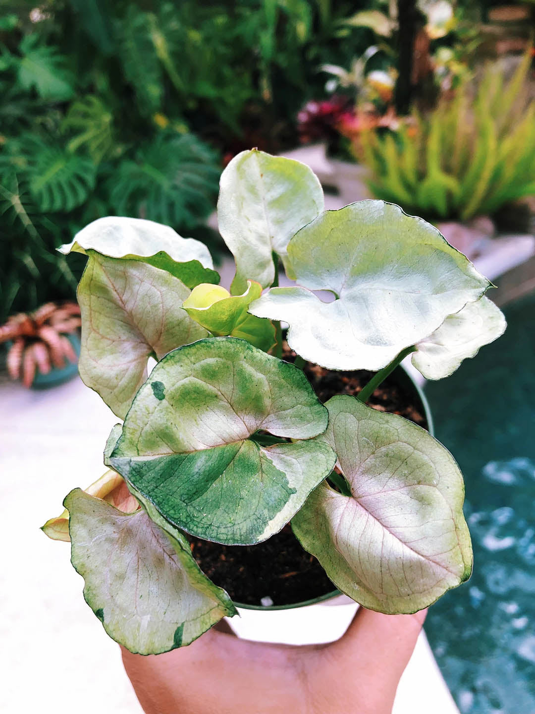 Syngonium T24 Plant or Arrowhead Vine Plant with Green coloured leaves