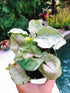 Syngonium T24 Plant or Arrowhead Vine Plant with Green coloured leaves