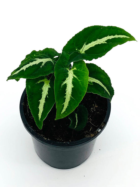 Syngonium Weindlandii Plant or Silver Goosefoot Plant with Green with white veins coloured leaves