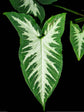 Syngonium Weindlandii