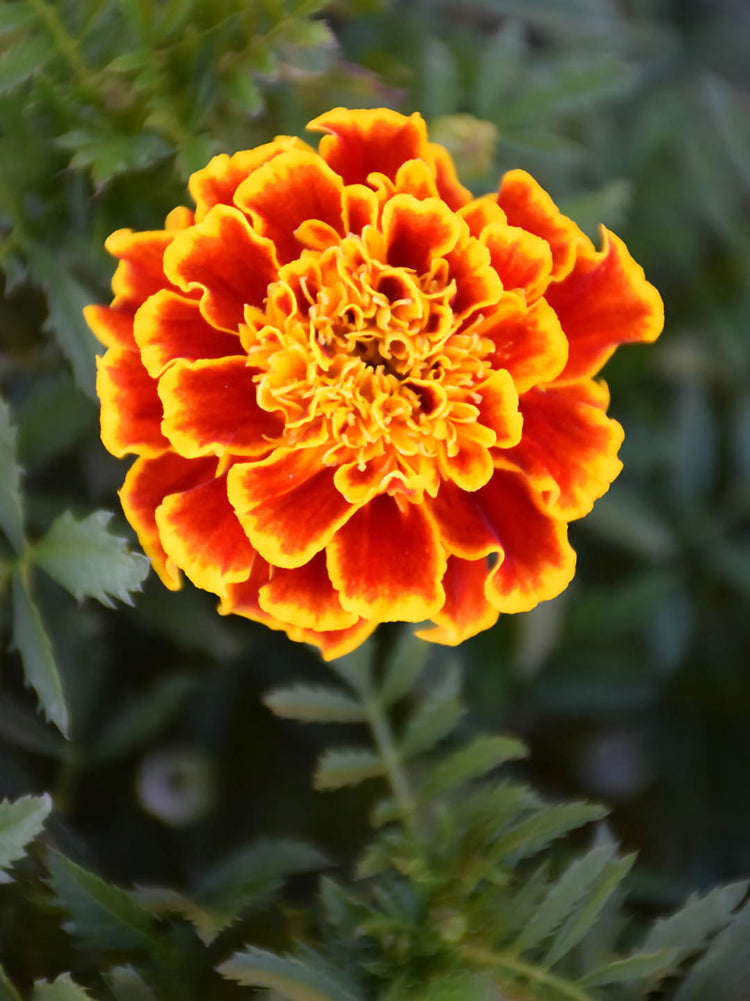 Tagetes Erecta Durango Bee Plant or Durango Bee Marigold with Green coloured leaves and Red Base and Yellow Border coloured flower 