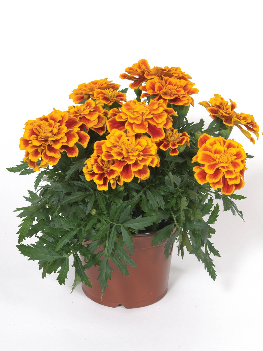 Tagetes Erecta Durango Bee 