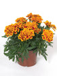 Tagetes Erecta Durango Bee 