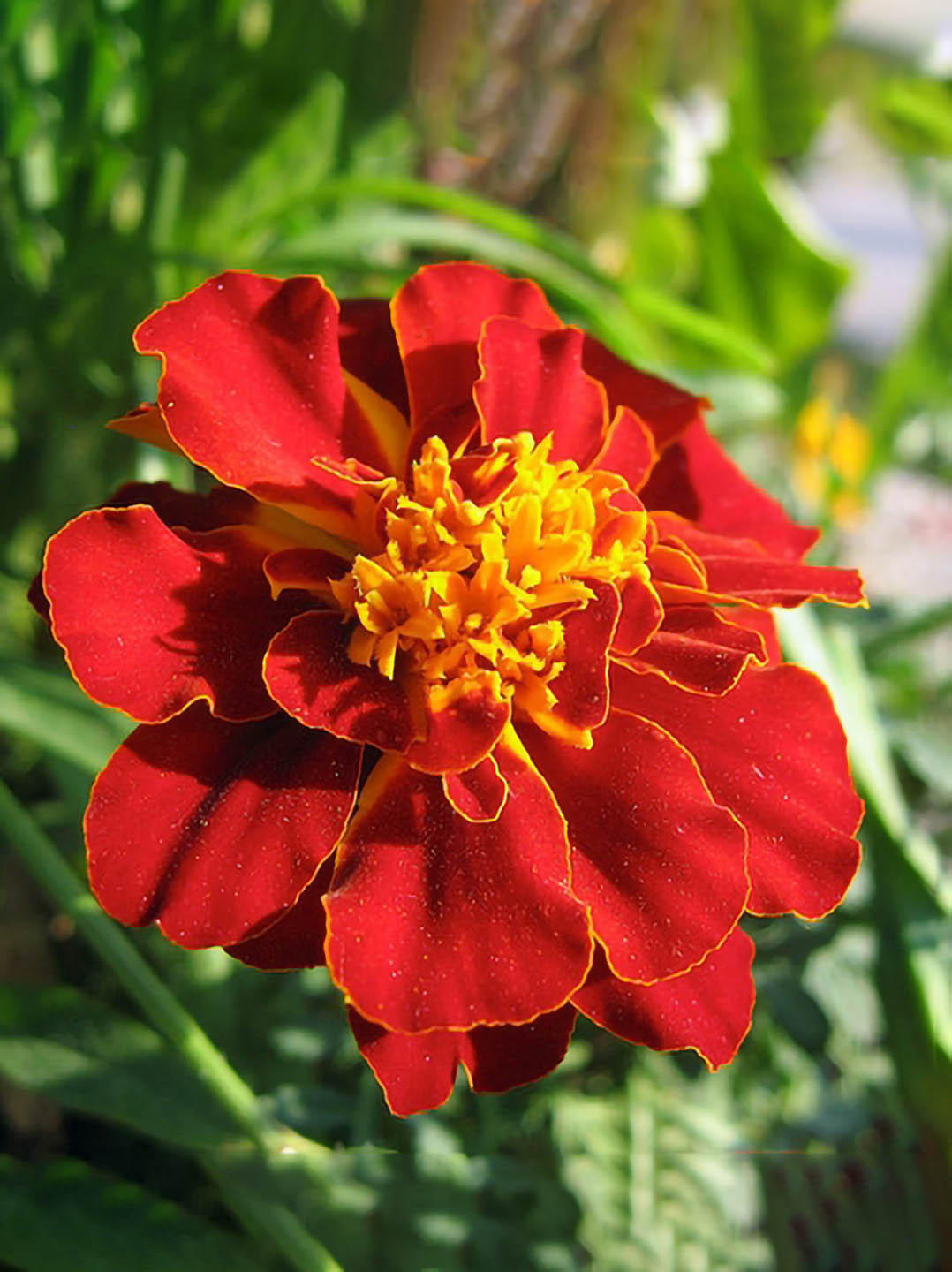 Tagetes Erecta Safari Red Plant or Safari Red Marigold with Green coloured leaves and Red Base and Yellow Core coloured flower 