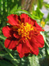 Tagetes Erecta Safari Red Plant or Safari Red Marigold with Green coloured leaves and Red Base and Yellow Core coloured flower 