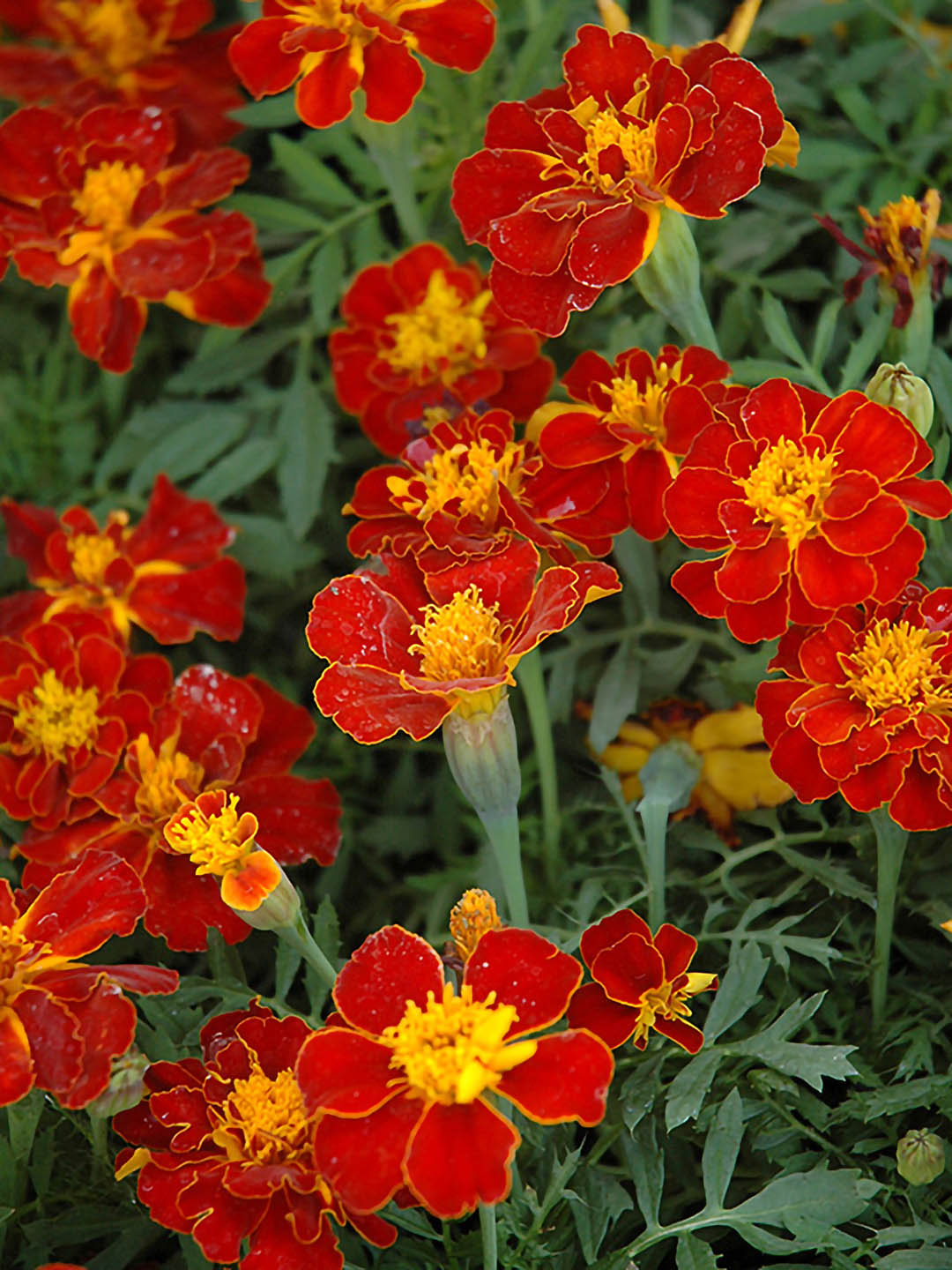 Tagetes Erecta Safari Red 