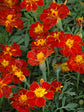 Tagetes Erecta Safari Red 