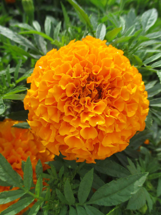 Tagetes Erecta Discovery Orange Plant or Discovery Orange Marigold with Green coloured leaves and Orange coloured flower 