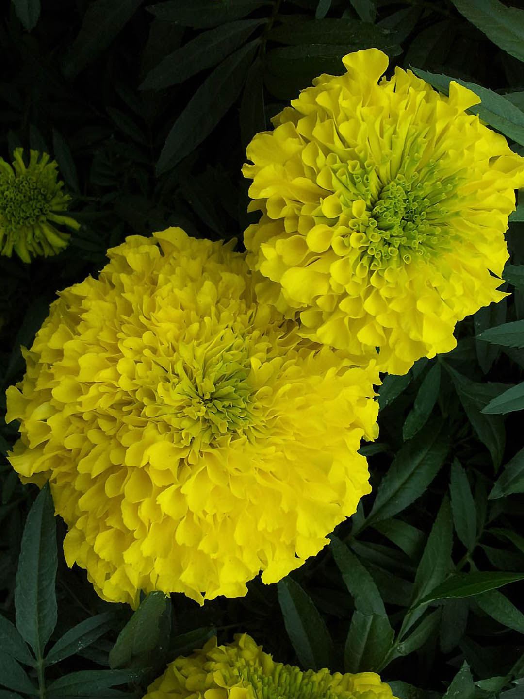 Tagetes Erecta Inca Yellow Plant or Inca Yellow Marigold with Green coloured leaves and Yellow coloured flower 