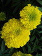 Tagetes Erecta Inca Yellow Plant or Inca Yellow Marigold with Green coloured leaves and Yellow coloured flower 