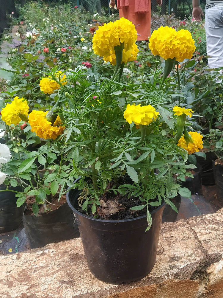 Tagetes Erecta Inca Yellow 