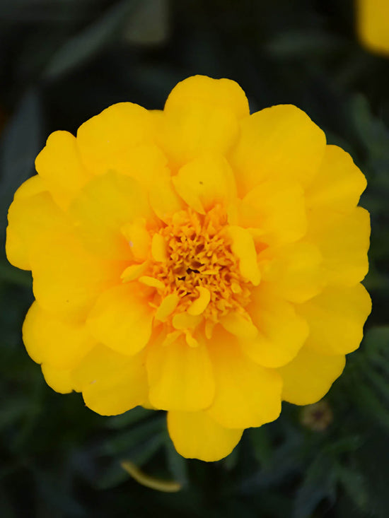 Tagetes Patula Durango Yellow Plant or Durango Yellow Marigold with Green coloured leaves and Yellow coloured flower 