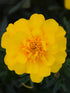 Tagetes Patula Durango Yellow Plant or Durango Yellow Marigold with Green coloured leaves and Yellow coloured flower 