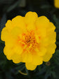 Tagetes Patula Durango Yellow Plant or Durango Yellow Marigold with Green coloured leaves and Yellow coloured flower 