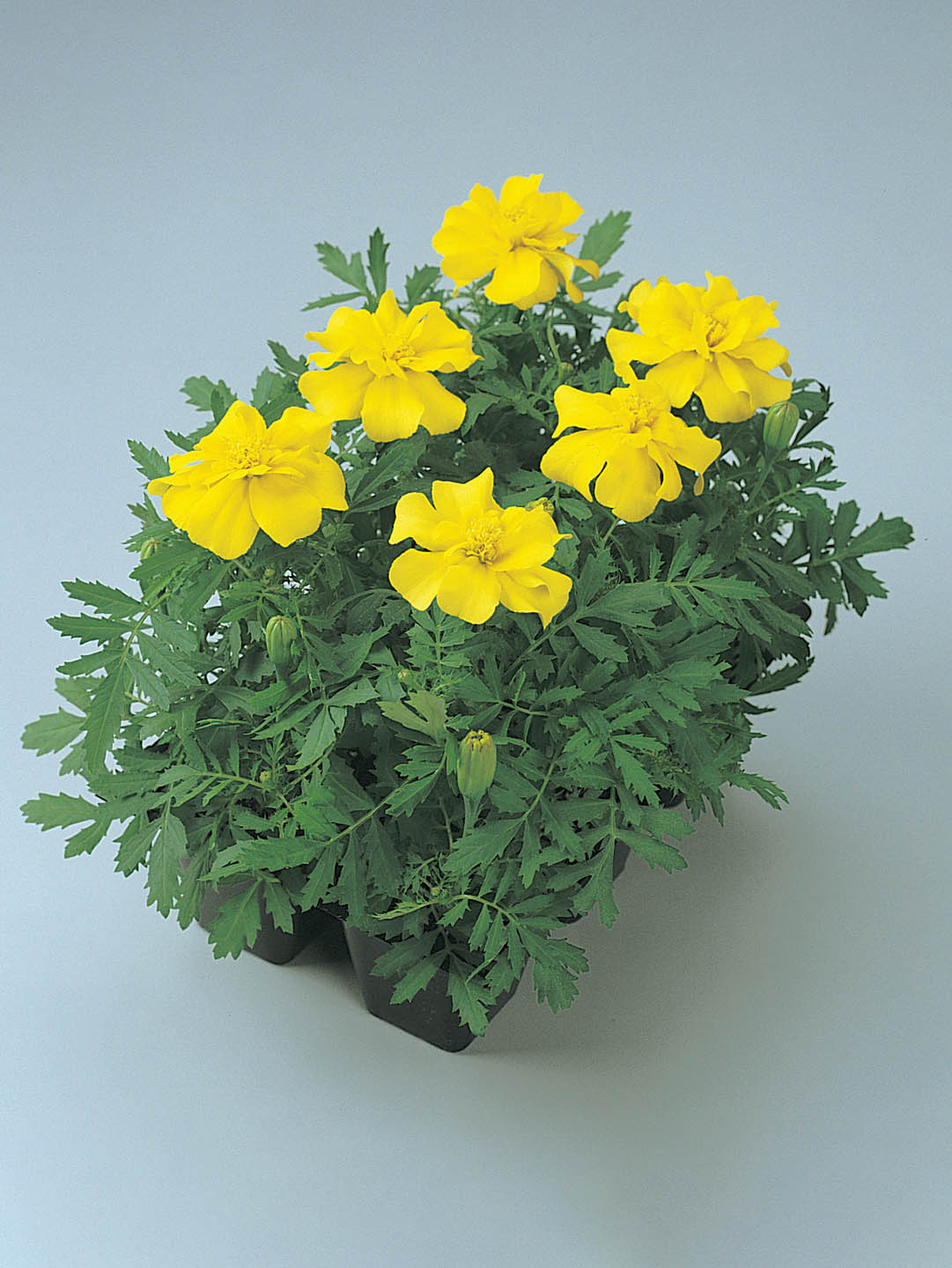 Tagetes Patula Durango Yellow 