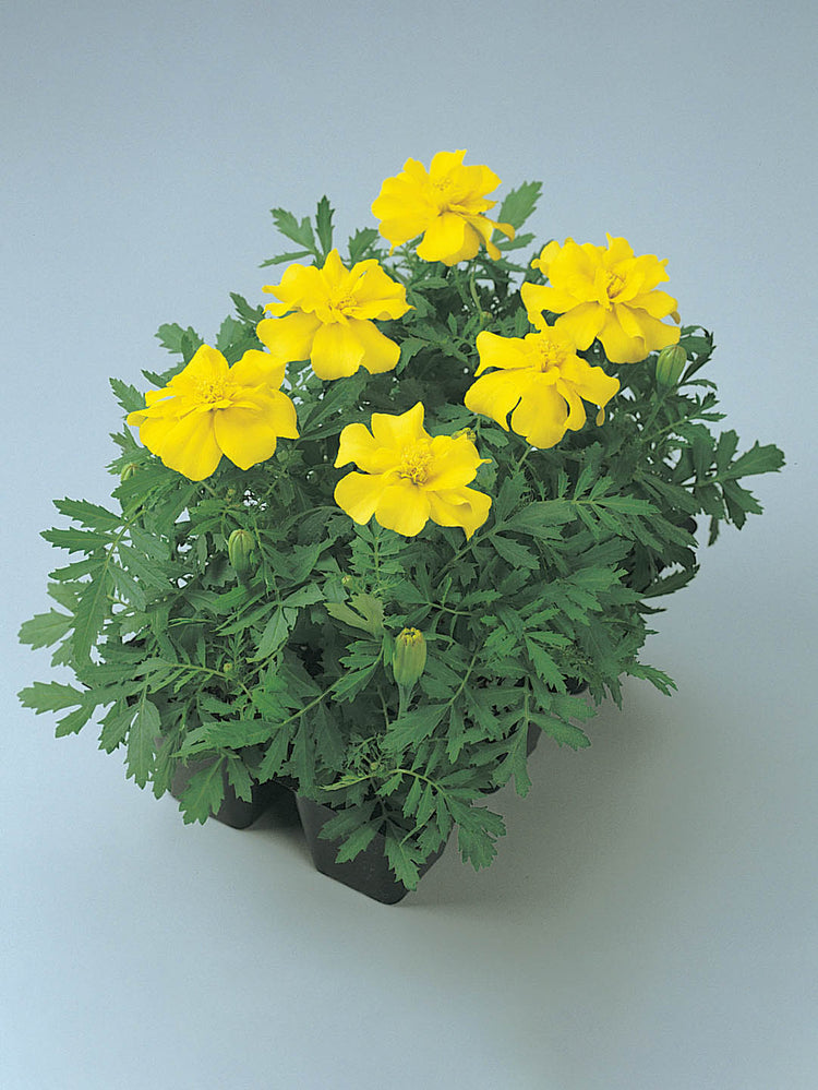 Tagetes Patula Durango Yellow 