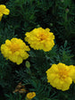 Tagetes Patula Durango Yellow 