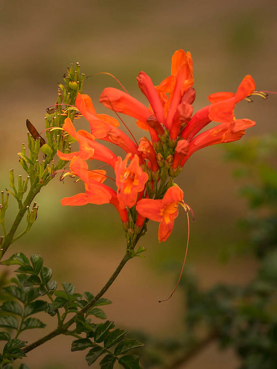 Tecoma Capensis Red Hot Plant or Bells of Fire, Honey Suckle, Trumpet Bush with Green coloured leaves and Orange coloured flower 