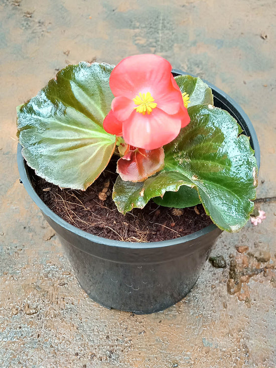 Begonia Whopper Plant or Begonia with Greenish Bronze coloured leaves and Red coloured flower 