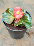Begonia Whopper Plant or Begonia with Greenish Bronze coloured leaves and Red coloured flower 