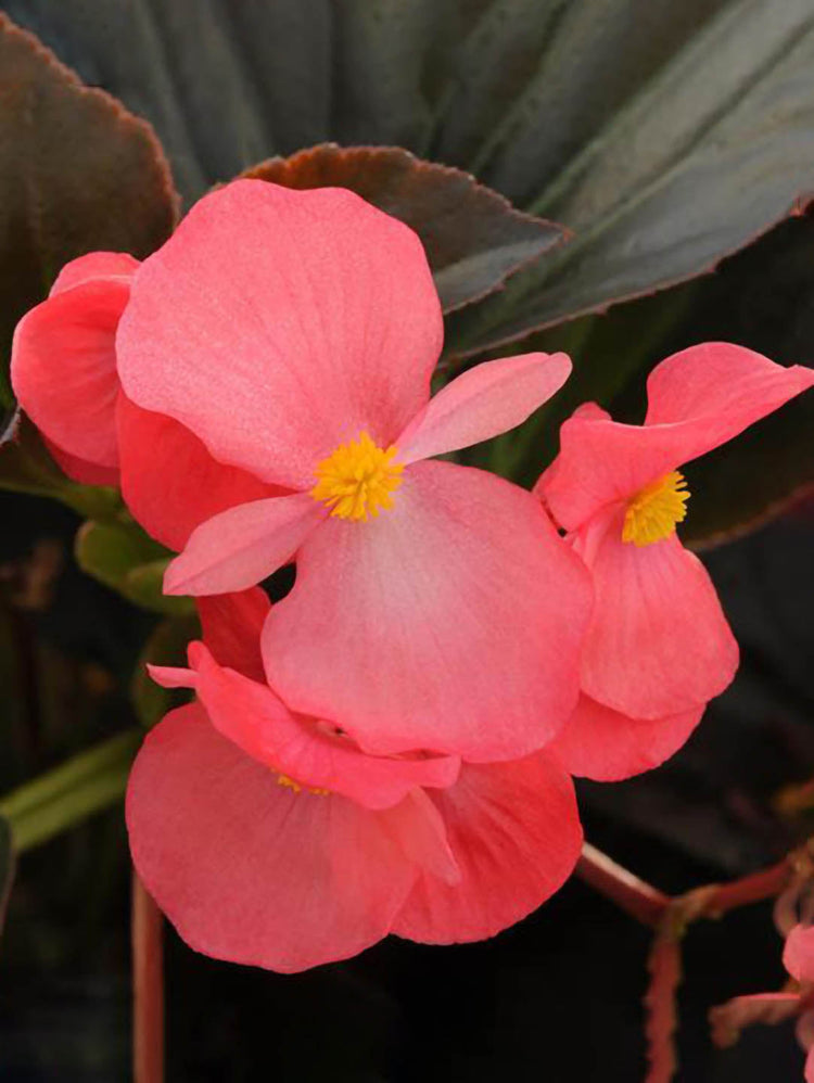 Begonia Whopper