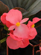 Begonia Whopper