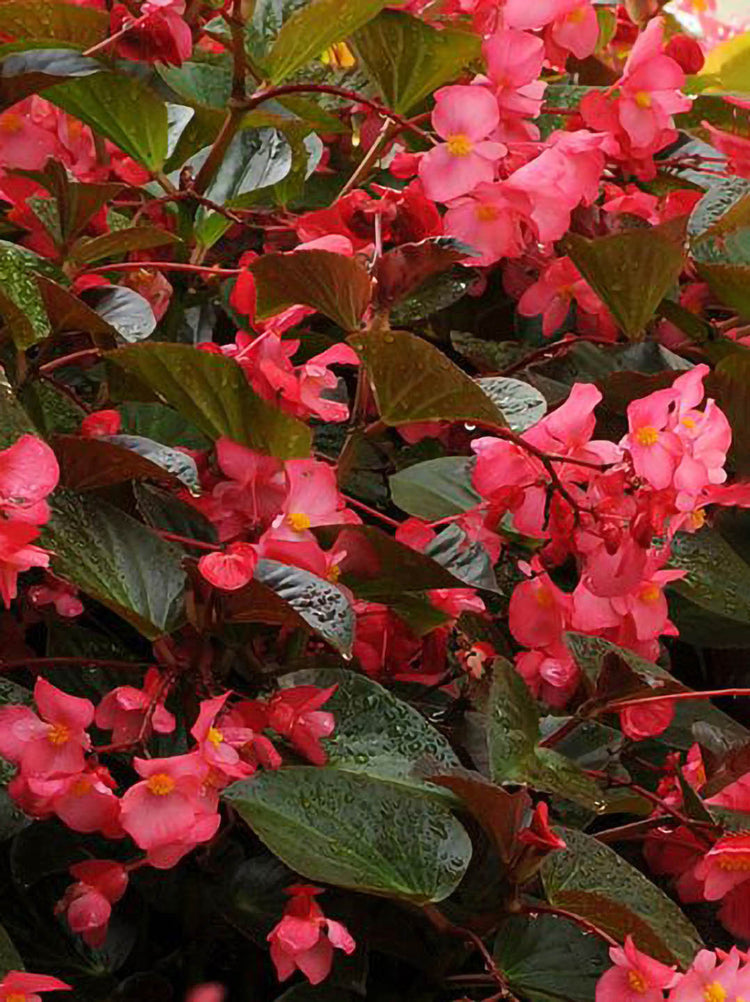 Begonia Whopper
