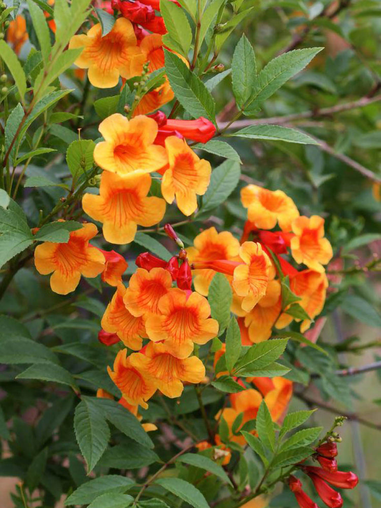 Tecoma Capensis Orange Jubilee Plant or Bells of Fire, Honey Suckle, Trumpet Bush,Orange Bells with Green coloured leaves and Orange coloured flower 