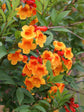 Tecoma Capensis Orange Jubilee Plant or Bells of Fire, Honey Suckle, Trumpet Bush,Orange Bells with Green coloured leaves and Orange coloured flower 