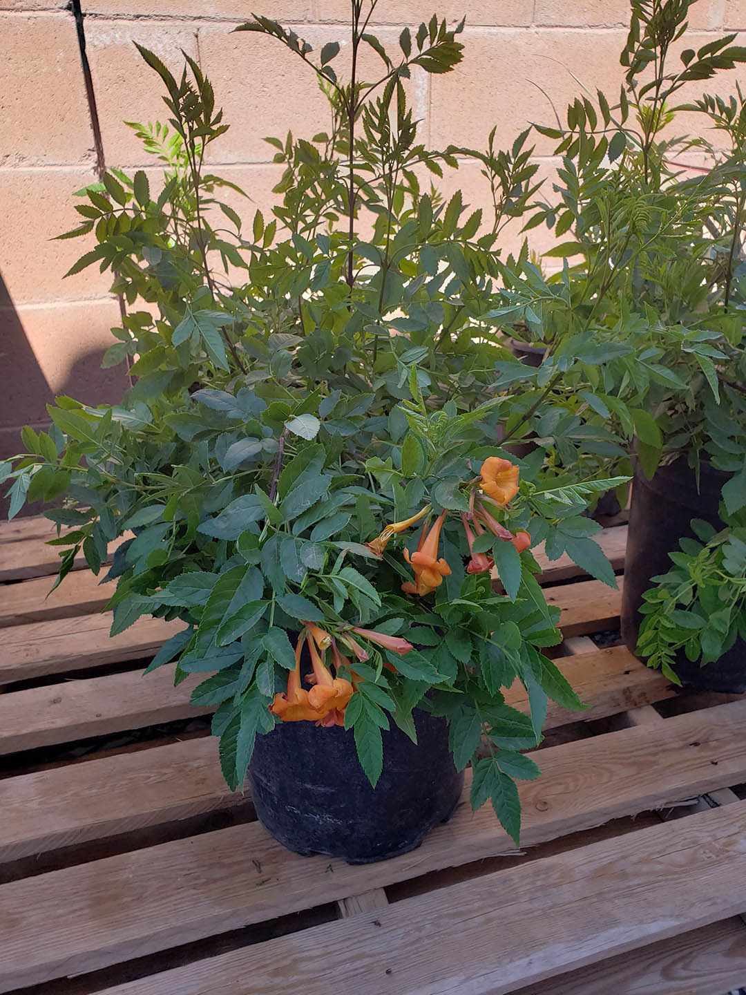 Tecoma Capensis Orange Jubilee 