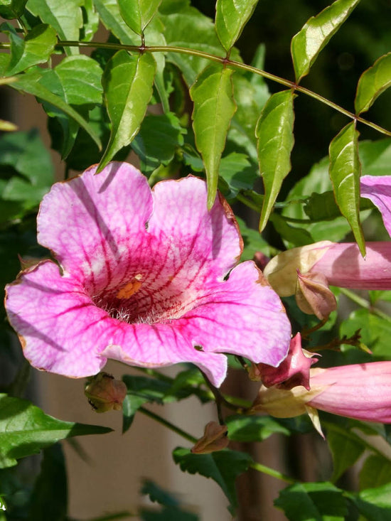 Tecoma Stans Pink Plant or Bells of Fire, Honey Suckle, Trumpet Bush,Tecoma Pink with Green coloured leaves and Pink coloured flower 