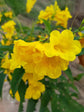 Tecoma Stans Sierra Apricot Plant or Bells of Fire, Honey Suckle, Trumpet Bush,Tecoma Stans Yellow Bells,Tecoma Gaudichaudi with Green coloured leaves and Bright Yellow coloured flower 