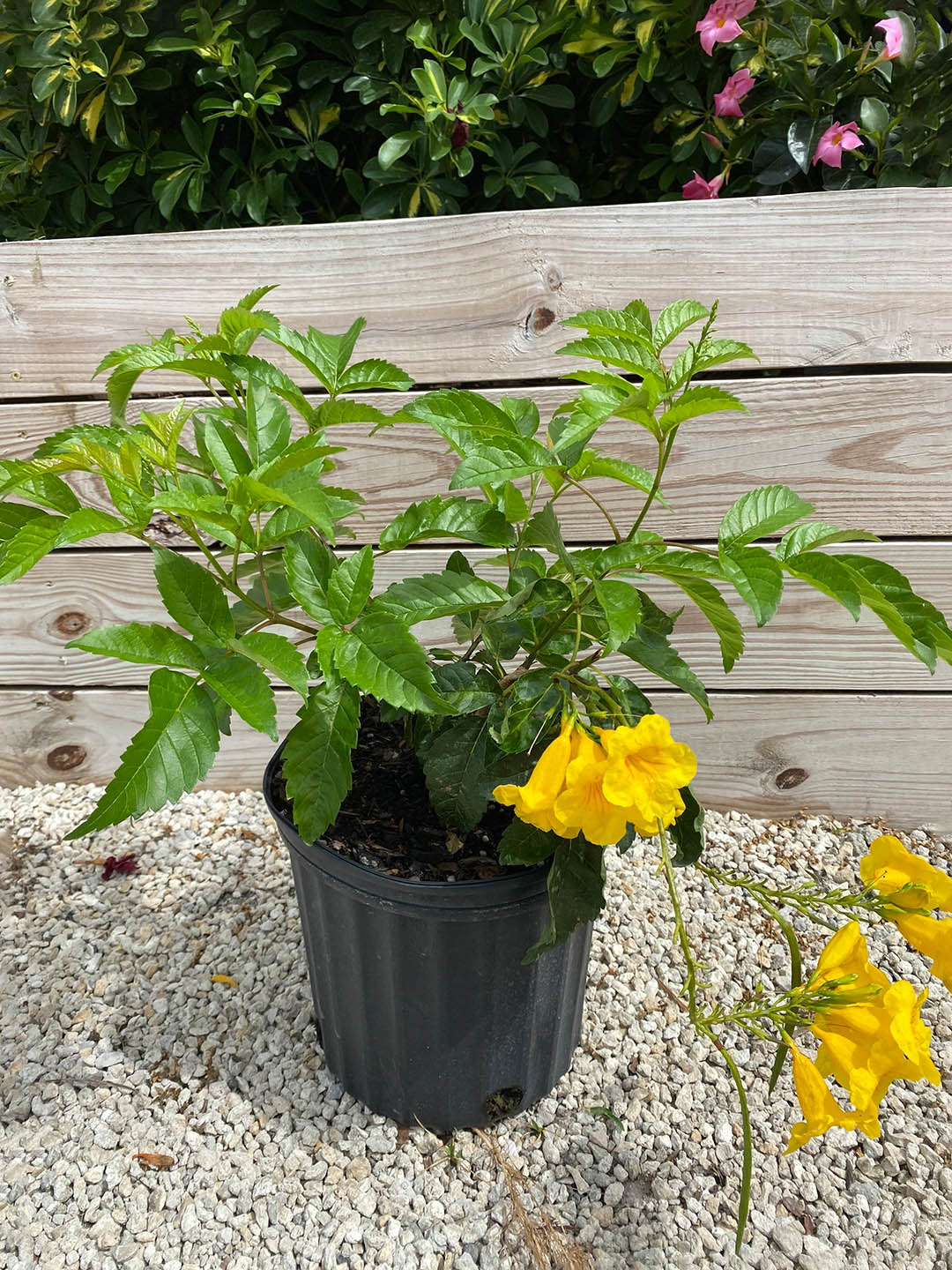 Tecoma Stans Sierra Apricot 