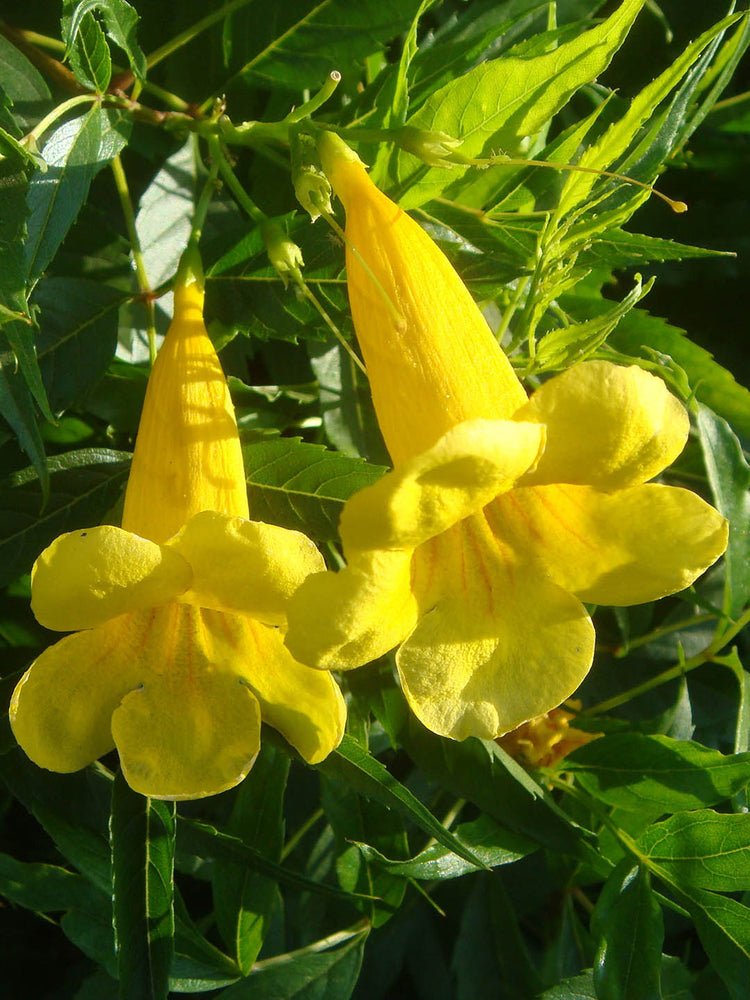 Tecoma Stans Sierra Apricot 