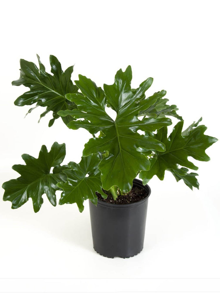 Thaumatophyllum Selloum Green Plant or Thaumatophyllum bipinnatifidum, Split Leaf Philodendron ,Tree Philodendron with Green coloured leaves