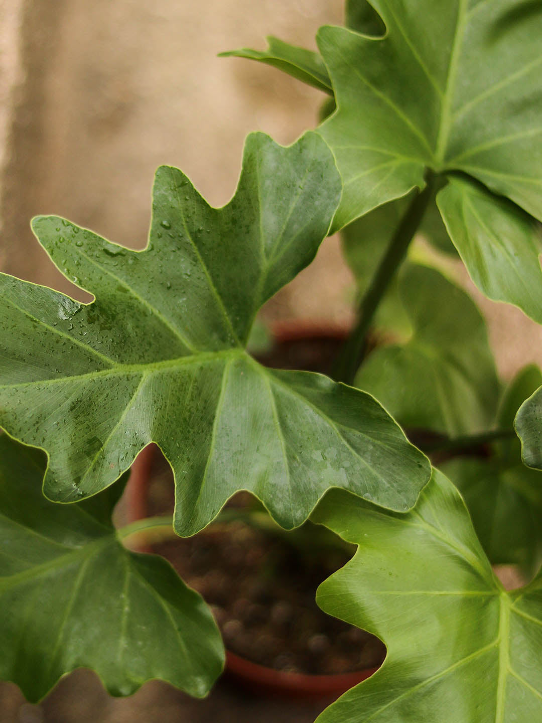 Thaumatophyllum Selloum Green 