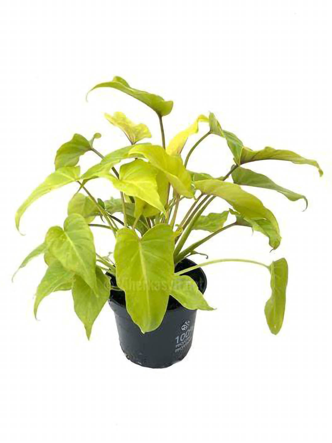 Thaumatophyllum Selloum Golden Plant or Thaumatophyllum bipinnatifidum, Split Leaf Philodendron ,Tree Philodendron with Lime Green coloured leaves