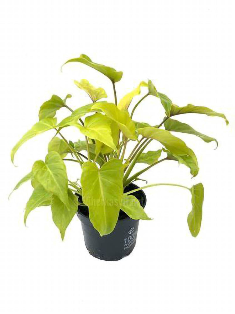 Thaumatophyllum Selloum Golden Plant or Thaumatophyllum bipinnatifidum, Split Leaf Philodendron ,Tree Philodendron with Lime Green coloured leaves