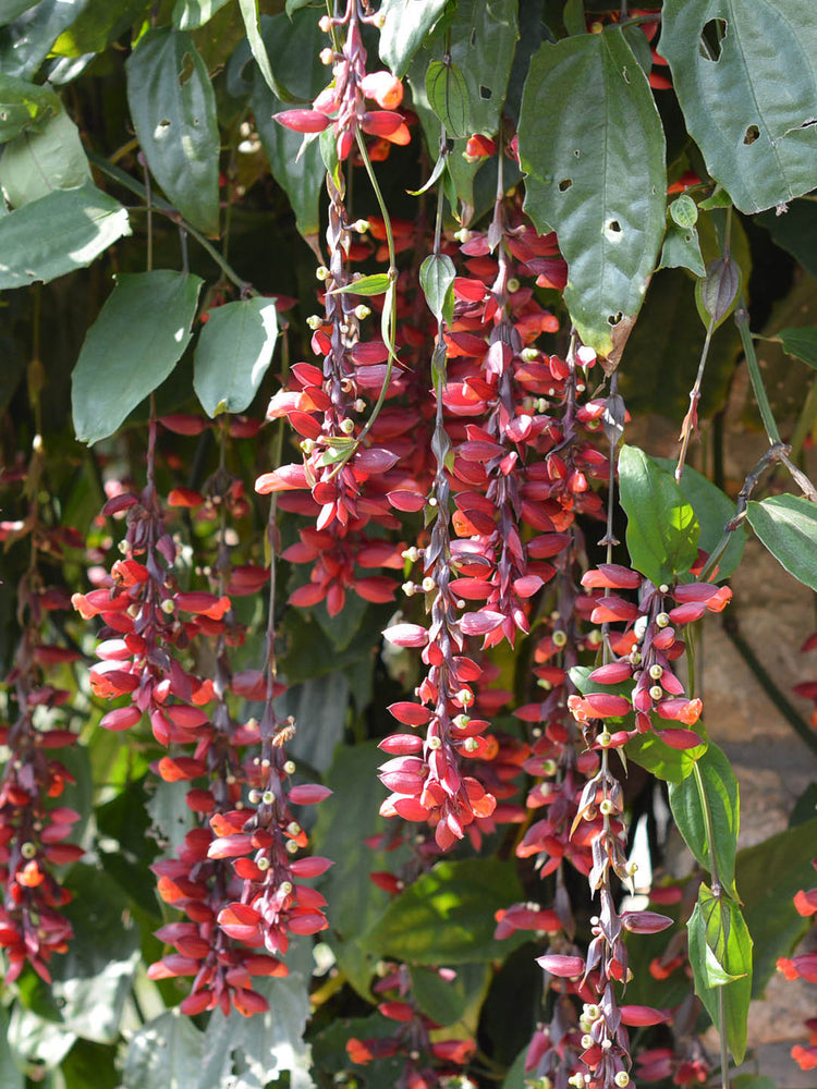 Thunbergia Coccinea Plant or Scarlet Clock Vine with Green coloured leaves and Red coloured flower 