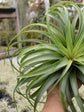 Tillandsia Brachycaulos Plant or Tillandsia Capitata Red Hybrid with Red coloured leaves and Purple yellow coloured flower 