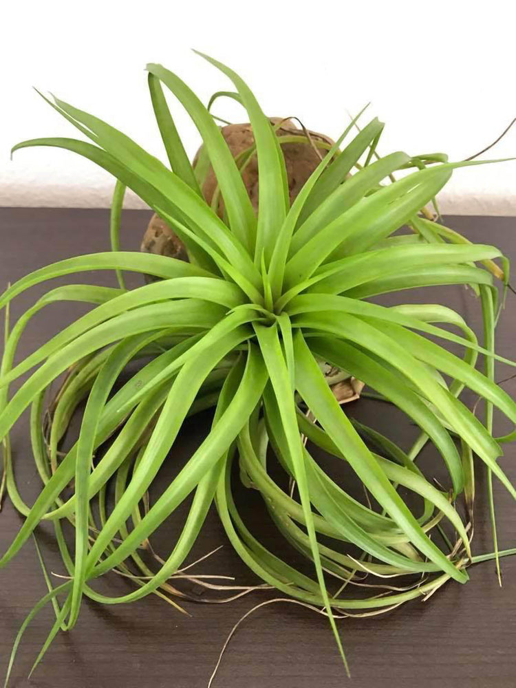 Tillandsia Brachycaulos