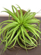 Tillandsia Brachycaulos