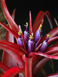 Tillandsia Brachycaulos