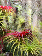 Tillandsia Brachycaulos