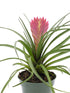 Tillandsia Cyanea Plant or Pink Quill,Wallisia Cyanea"White flower" with Green coloured leaves and Pink Cuticle with White Flower coloured flower 